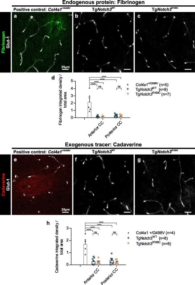 GLUT1 Antibody in Immunohistochemistry (IHC)