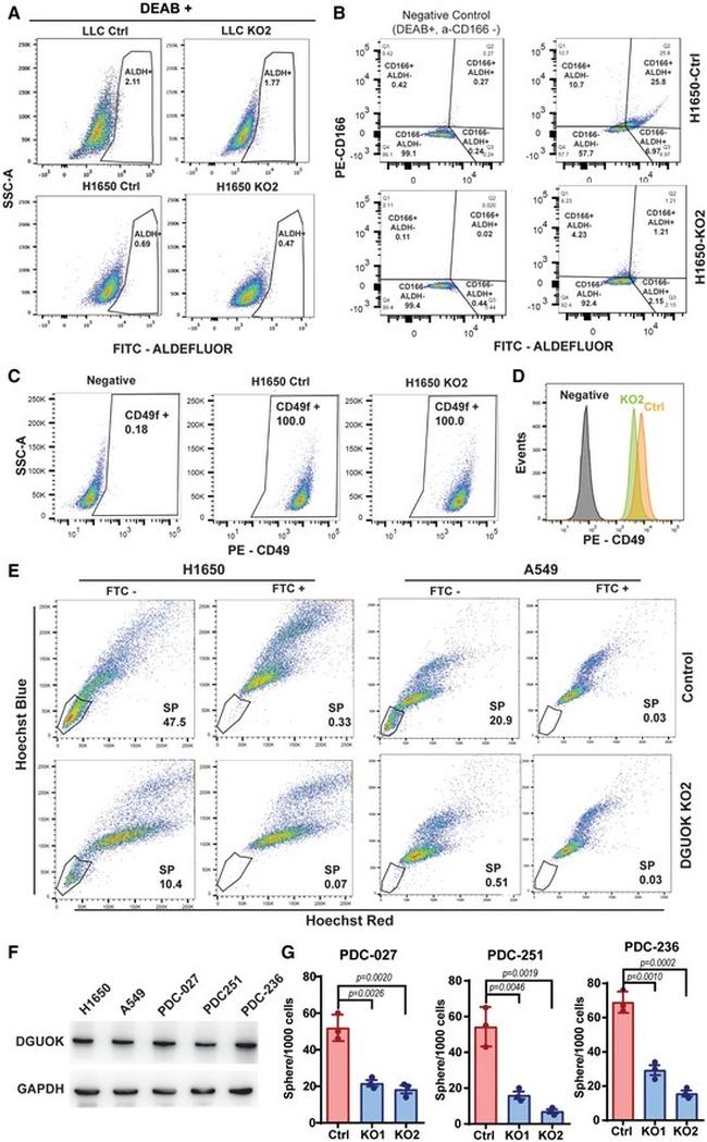 CD166 (ALCAM) Antibody in Flow Cytometry (Flow)