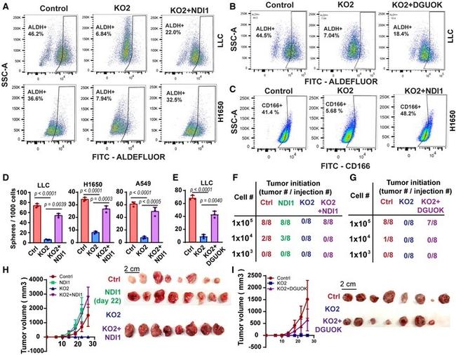 CD166 (ALCAM) Antibody in Flow Cytometry (Flow)