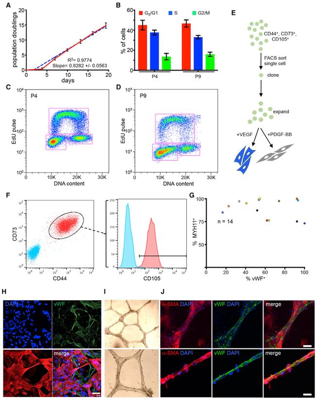 CD44 Antibody in Flow Cytometry (Flow)