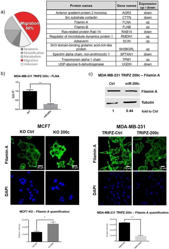 Filamin A Antibody in Immunocytochemistry (ICC/IF)