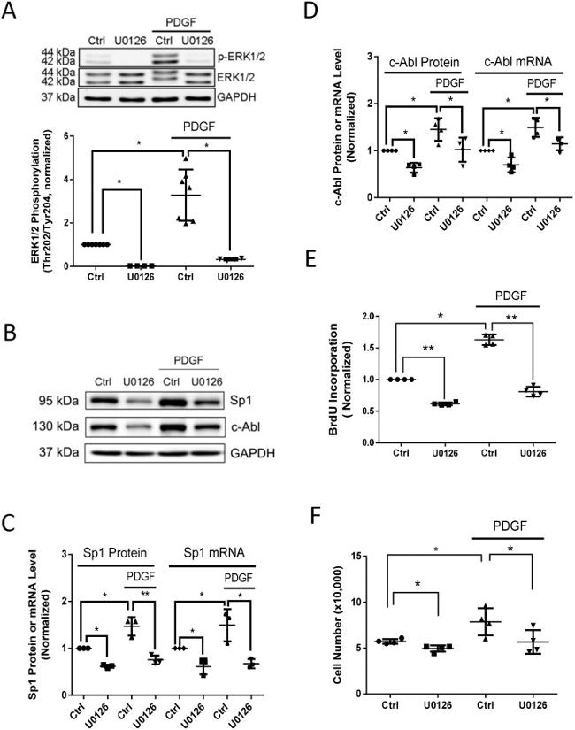 SP1 Antibody