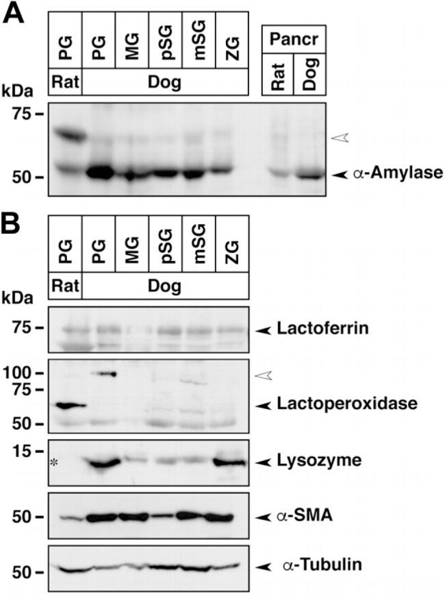 Lysozyme Polyclonal Antibody (PA5-16668)