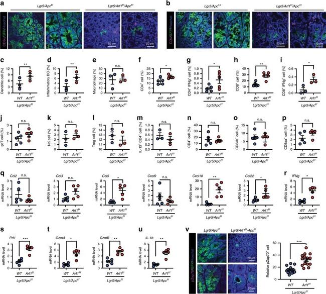 IL-13 Monoclonal Antibody (eBio13A), PE-Cyanine7 (25-7133-82)