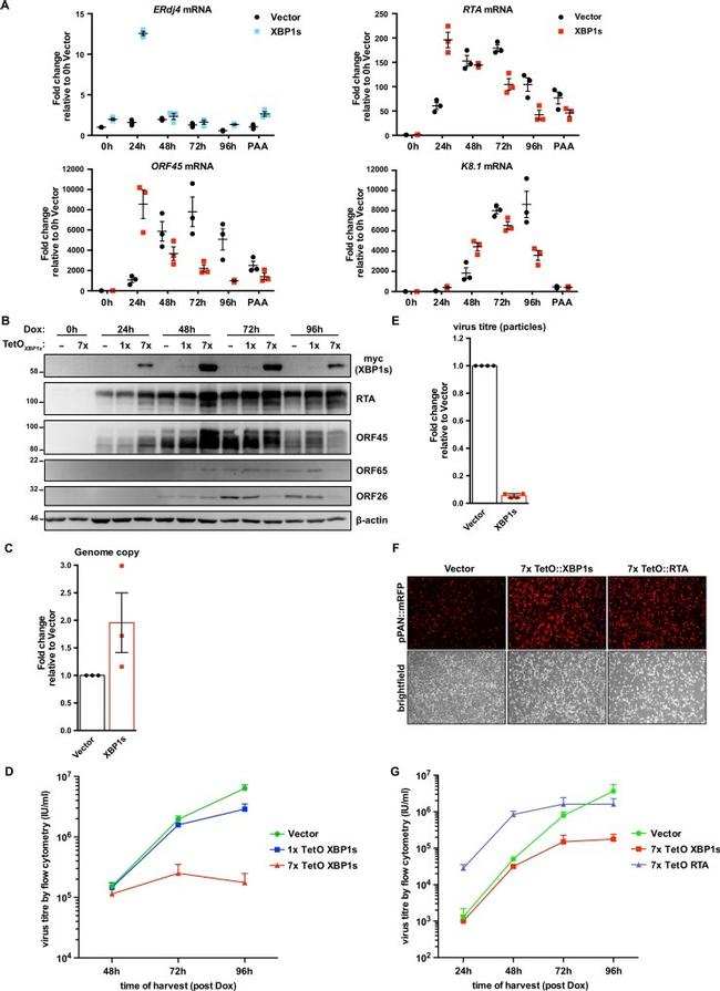 KSHV ORF26 Antibody in Western Blot (WB)