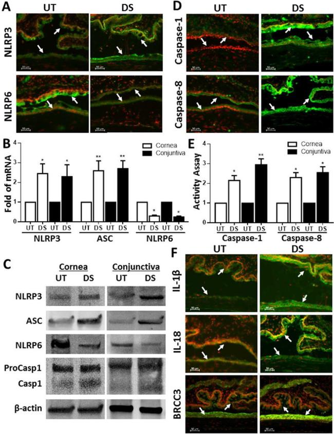 NLRP6 Antibody in Immunohistochemistry (IHC)