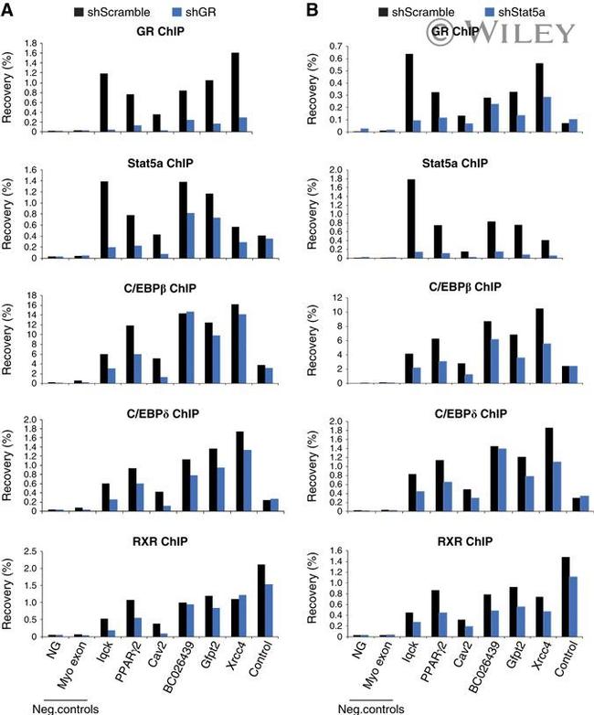 Glucocorticoid Receptor Antibody in ChIP Assay (ChIP)