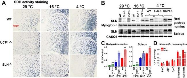 Calsequestrin Antibody in Western Blot (WB)