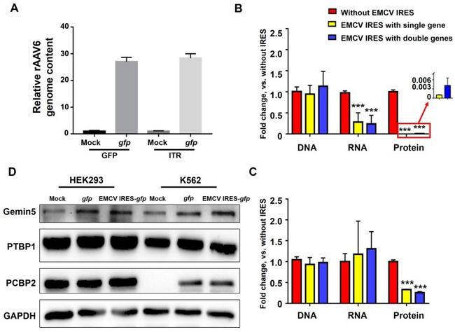 PCBP2 Antibody in Western Blot (WB)