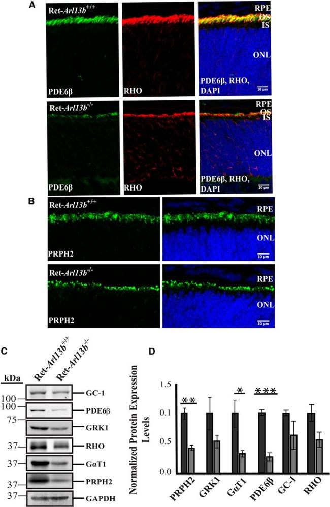 GRK1 Antibody in Western Blot (WB)