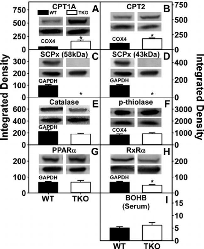 PPAR alpha Antibody in Western Blot (WB)