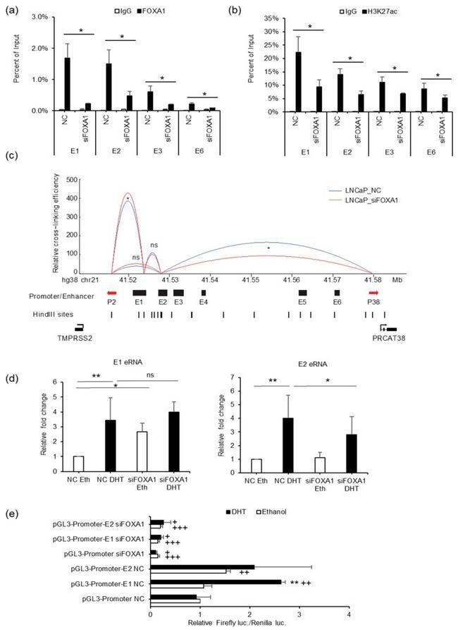 FOXA1 Antibody in ChIP Assay (ChIP)