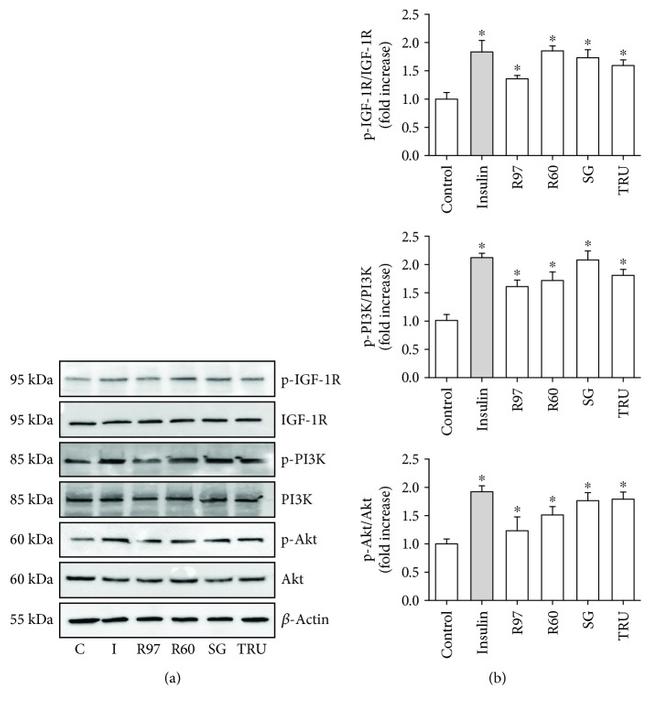 Phospho-PI3K p85/p55 (Tyr458, Tyr199) Antibody in Western Blot (WB)