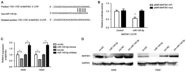 MEKK1 Antibody in Western Blot (WB)