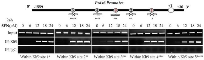 KLF9 Antibody in ChIP Assay (ChIP)