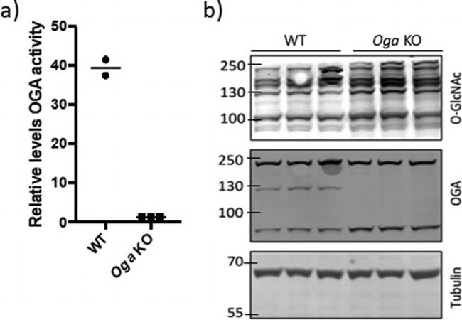 O-linked N-acetylglucosamine (O-GlcNAc) Antibody in Western Blot (WB)