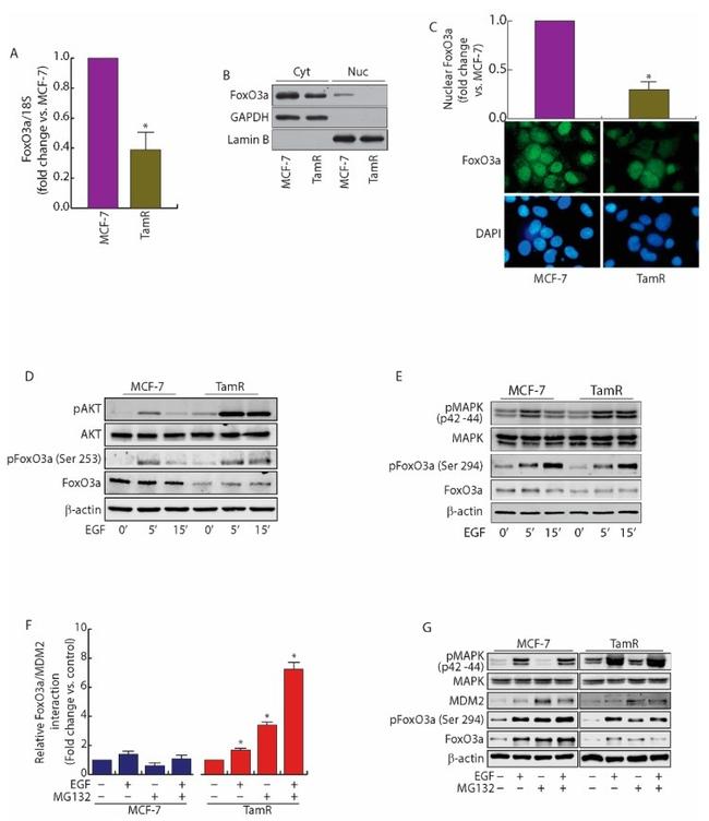 MDM2 Antibody in Western Blot, Proximity Ligation Assay (PLA) (WB, PLA)