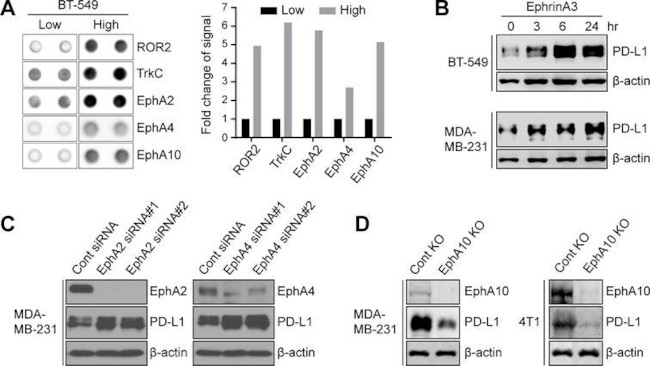 EphA10 Antibody in Western Blot (WB)