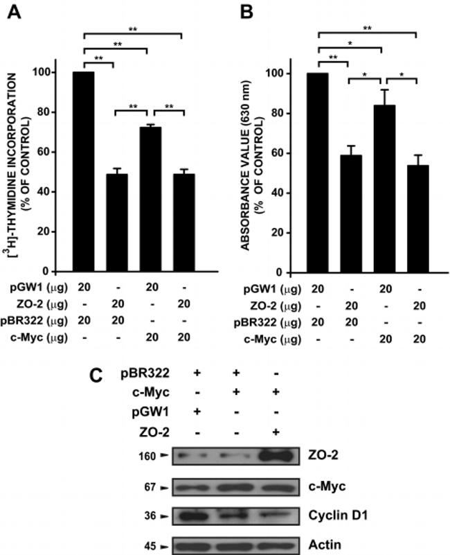 ZO-2 Antibody in Western Blot (WB)