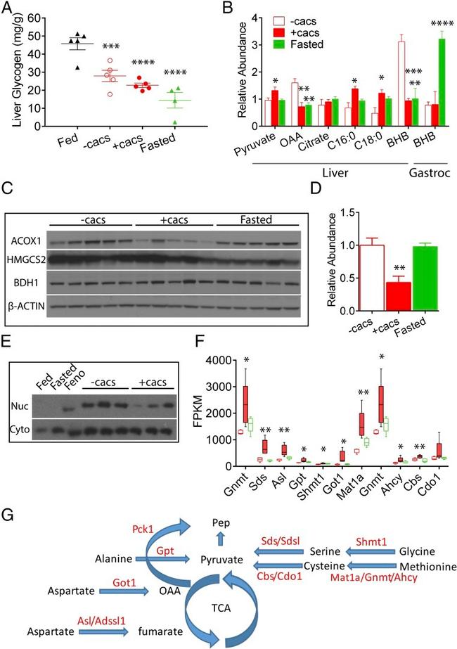 PPAR alpha Antibody in Western Blot (WB)