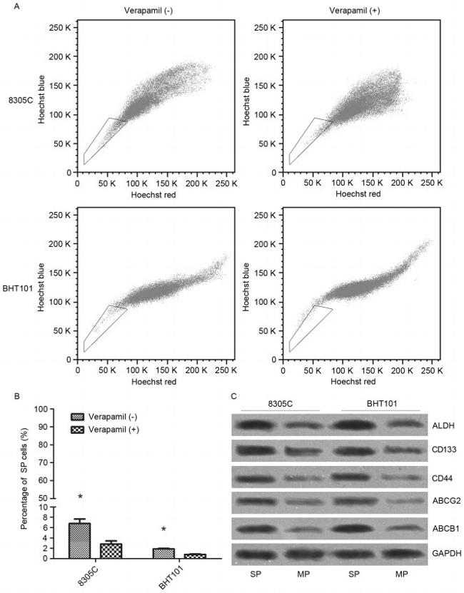 P-Glycoprotein Antibody in Western Blot (WB)