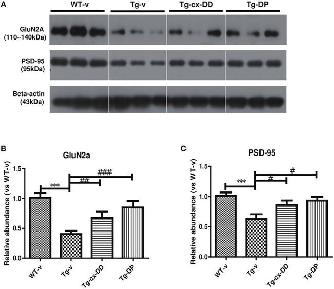 NMDAR2A Antibody in Western Blot (WB)