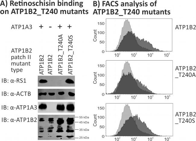 ATP1A3 Antibody in Western Blot (WB)