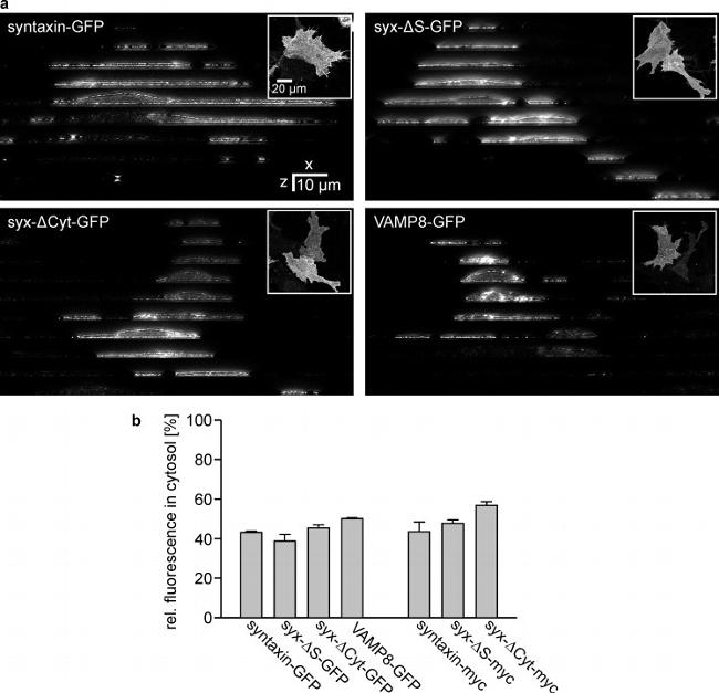 Myc Tag Antibody in Immunocytochemistry (ICC/IF)