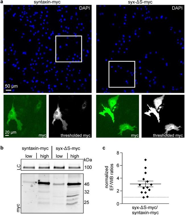 Myc Tag Antibody in Western Blot (WB)