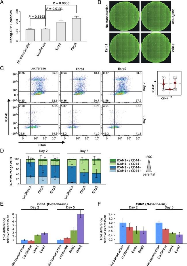 CD54 (ICAM-1) Antibody in Flow Cytometry (Flow)