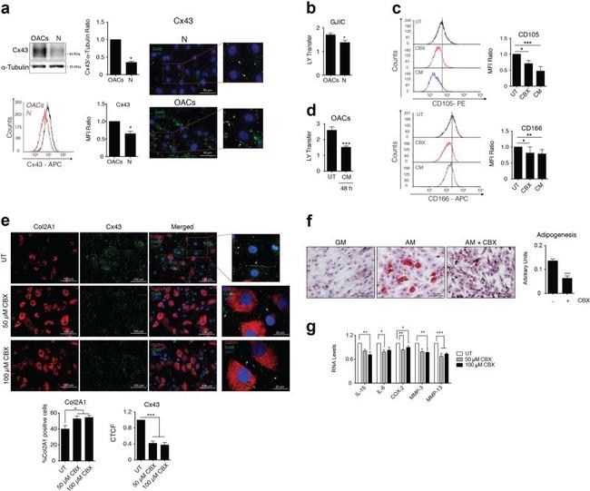 Collagen II Antibody in Immunocytochemistry, Immunohistochemistry (ICC/IF, IHC)