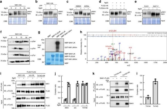 Phosphotyrosine Antibody in Western Blot (WB)