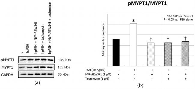 MYPT1 Antibody in Western Blot (WB)