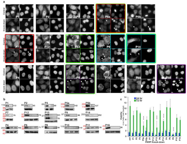 PARP1 Antibody in Immunocytochemistry (ICC/IF)