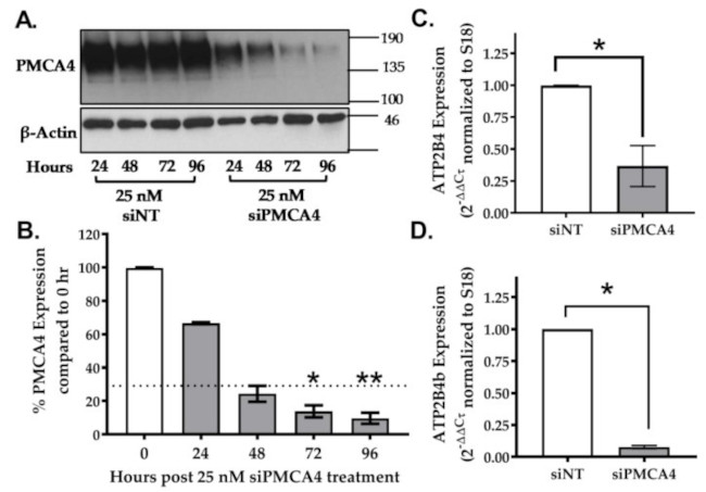 PMCA4 ATPase Antibody