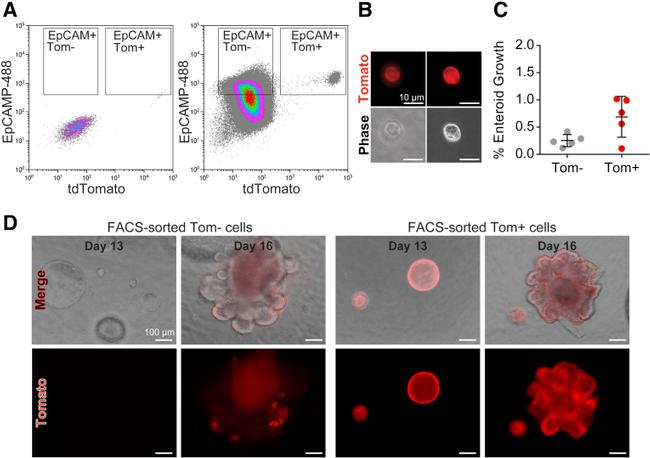 CD326 (EpCAM) Antibody in Flow Cytometry (Flow)