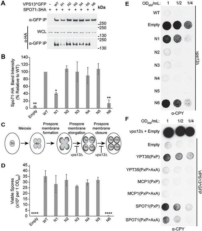 Carboxypeptidase Y Antibody in Dot Blot (DB)