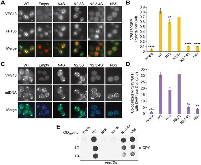 Carboxypeptidase Y Antibody in Dot Blot (DB)