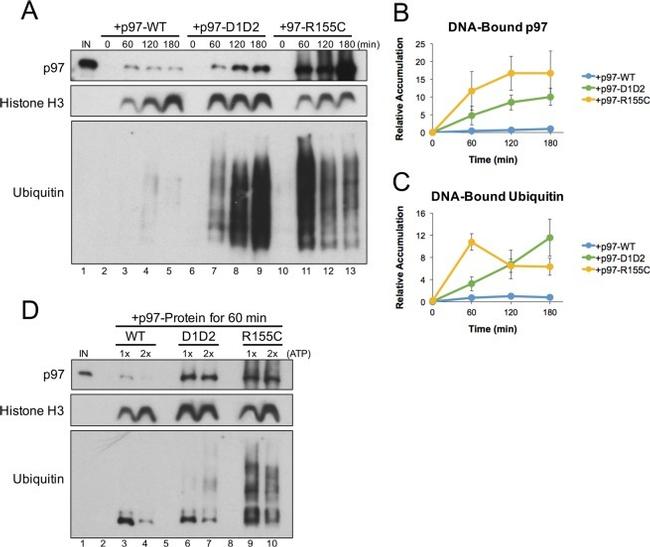 Ubiquitin Antibody in Western Blot (WB)