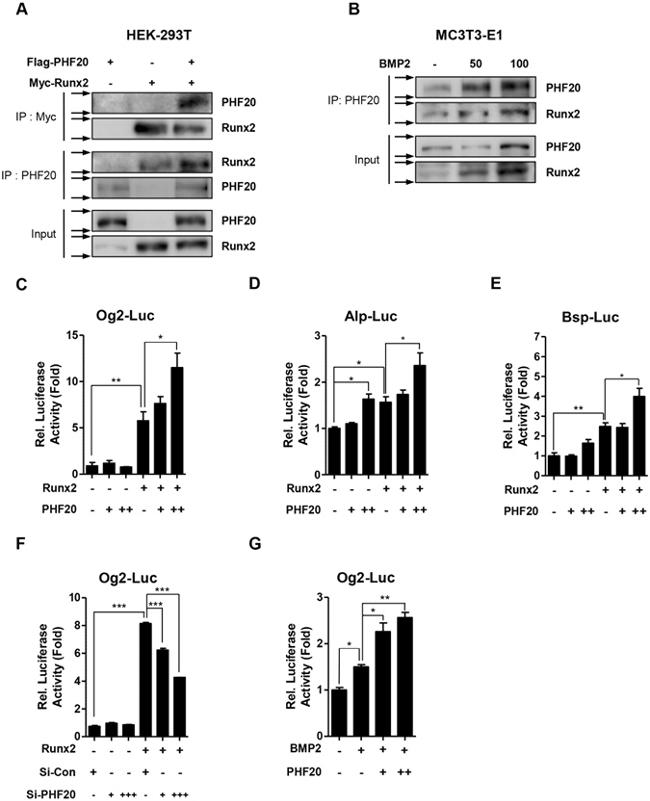 Myc Tag Antibody in Western Blot (WB)