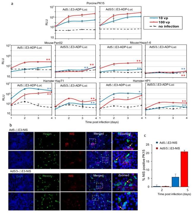 SLC5A5 Antibody in Immunocytochemistry (ICC/IF)