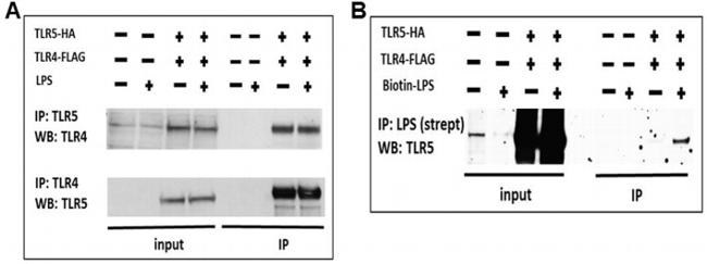 TLR4 Antibody in Western Blot, Immunoprecipitation (WB, IP)