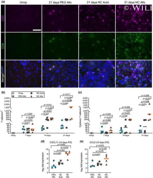 CD8a Antibody in Immunohistochemistry (IHC)