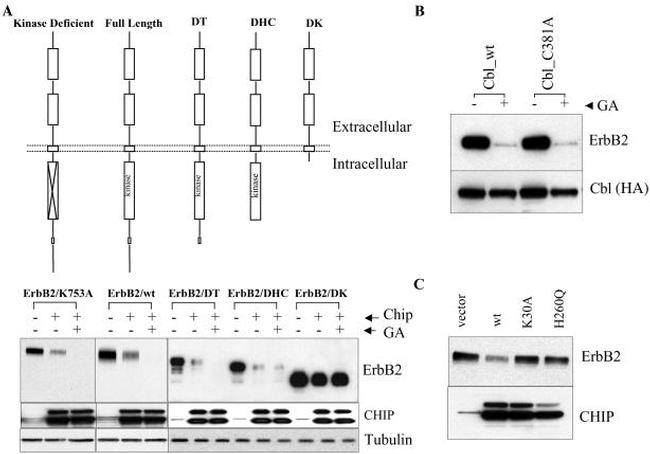 ErbB2 (HER-2) Antibody in ChIP Assay (ChIP)