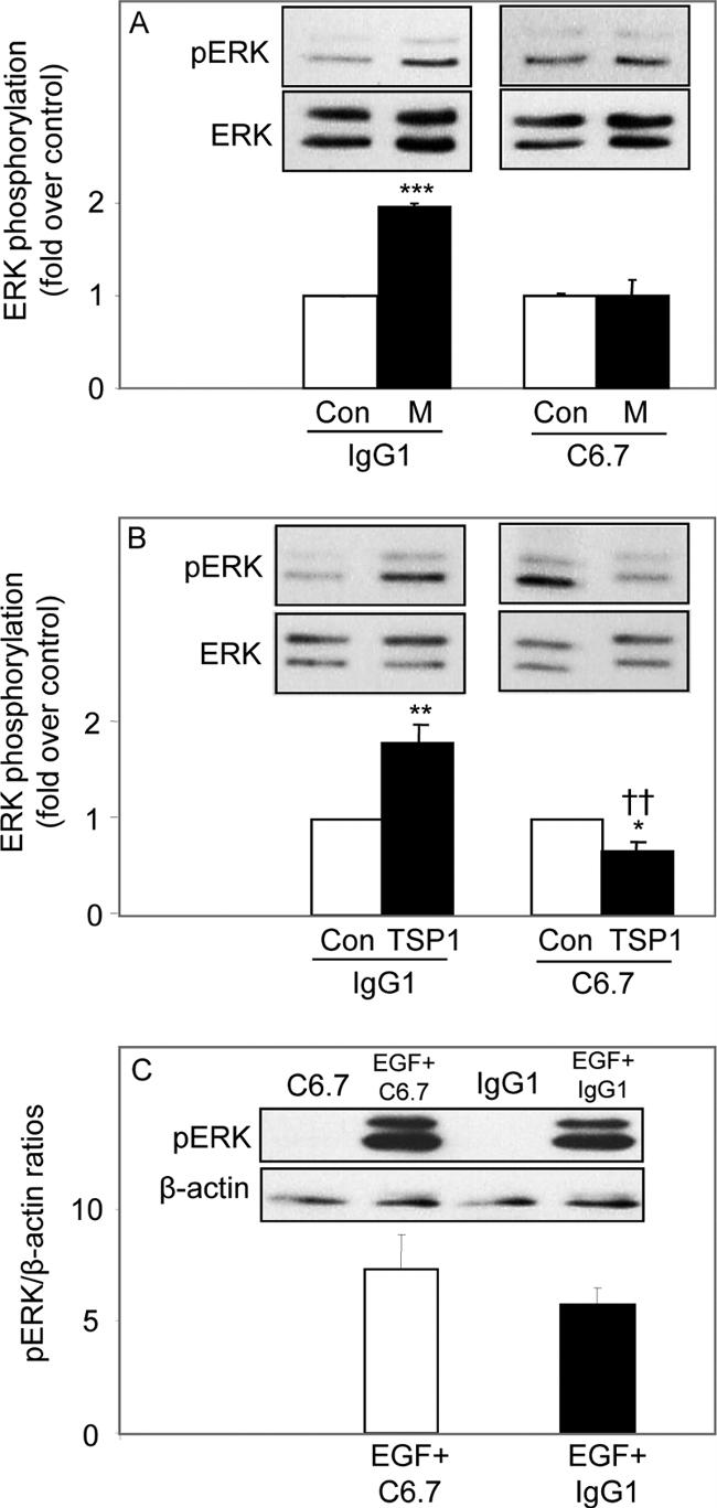 Thrombospondin 1 Antibody in Western Blot (WB)