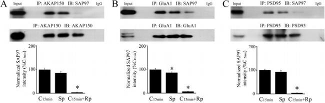 SAP97 Antibody in Western Blot (WB)