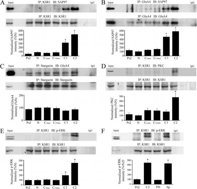 SAP97 Antibody in Western Blot (WB)