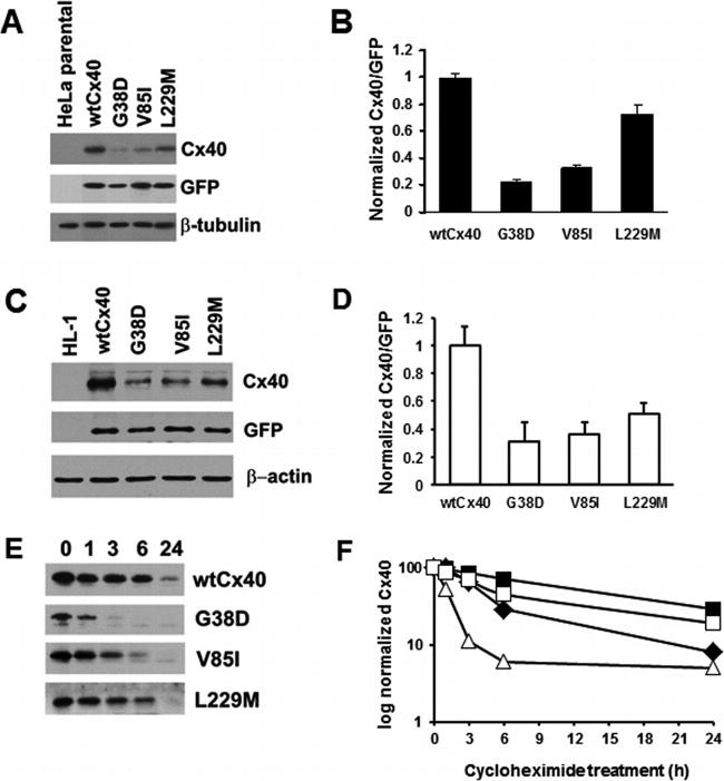 GFP Antibody in Western Blot (WB)