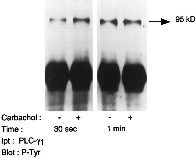 Phosphotyrosine Antibody in Western Blot (WB)