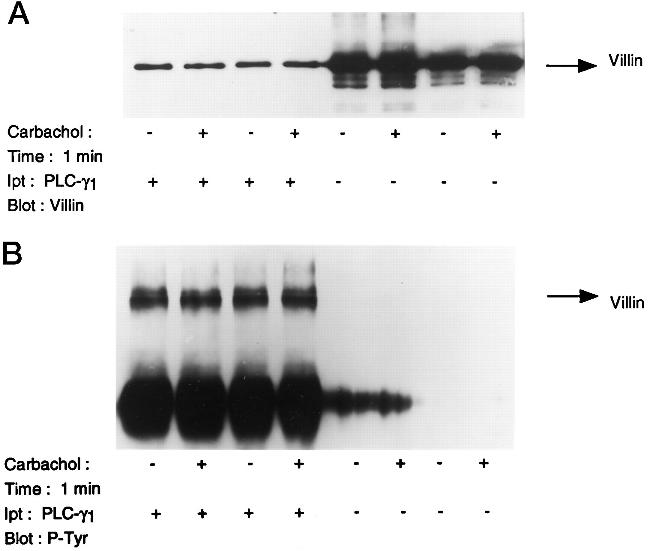 Phosphotyrosine Antibody in Western Blot (WB)